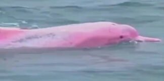 Avistan un delfín rosa en las aguas del Golfo de México