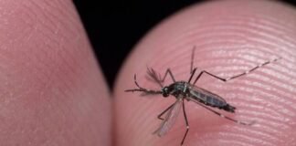 OMS alerta que Europa debe prepararse para posibles brotes de dengue tras olas de calor