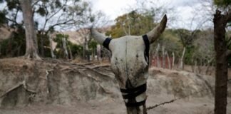 Declaran oficialmente El Niño a nivel global