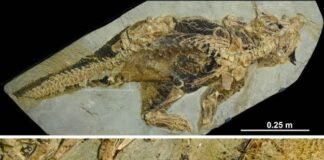 Fósil muestra a un mamífero atacando a un dinosaurio