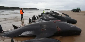 Mueren 51 ballenas piloto tras quedarse varadas en una playa de Australia
