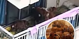 Chino decidió criar vacas en su balcón