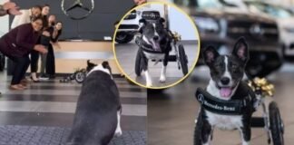 Mercedes Benz le regaló una silla de ruedas a un perrito