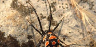 Un niño se hace picar por una viuda negra para ser Spider-Man