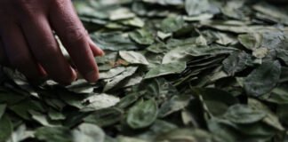 Detenido un profesor en el sur de Chile por dar hojas de coca a sus alumnos de 12 años