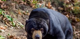 Zoológico chino niega que sus osos sean humanos disfrazados