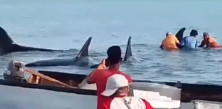 Liberan a siete ballenas orca varadas en las costas del estado Sucre