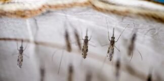 Guatemala reporta 21 muertes por dengue durante 2023