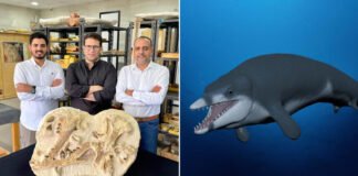 Descubren en Egipto una especie de ballena extinguida