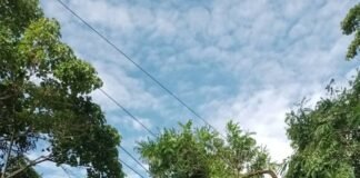 Lluvias provocan caída de árbol sobre tendido eléctrico en la parroquia San Pedro de los Altos