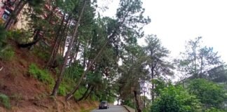 Pinos a punto de caer ponen en peligro la seguridad de los vecinos en Sierra Brava