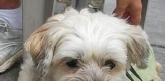 Fue preso por venderle un apartamento a un perro