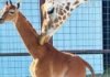 Nace una extraña jirafa sin manchas en un zoológico