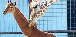 Nace una extraña jirafa sin manchas en un zoológico