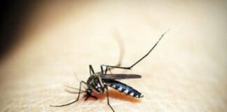 República Dominicana notifica segundo caso de malaria importado