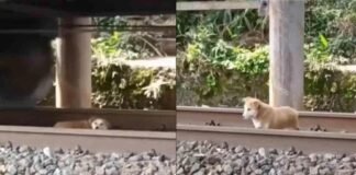 Perro sobrevive al paso de un tren al quedarse dormido en las vías