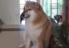 Murió «Cheems» el icónico perrito del meme