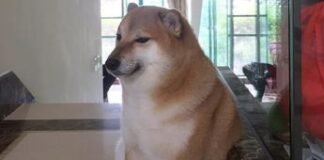 Murió «Cheems» el icónico perrito del meme