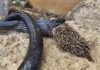 Una serpiente hambrienta trató de comerse a un puercoespín