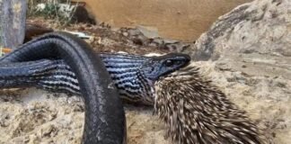 Una serpiente hambrienta trató de comerse a un puercoespín