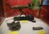 Exponen en Caracas el fósil de un dinosaurio tachirense