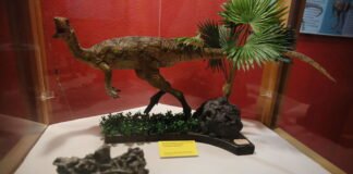 Exponen en Caracas el fósil de un dinosaurio tachirense