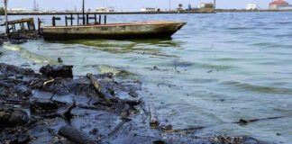 Consejos de pescadores se suman al plan de limpieza del Lago de Maracaibo