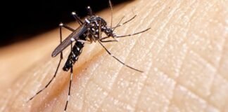 Sociedad de Infectología alerta de aumento de casos de dengue en el país