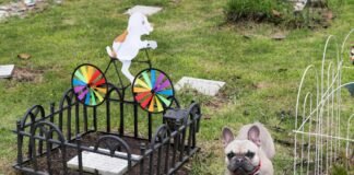 Funerales y velorios para perros y gatos en Colombia