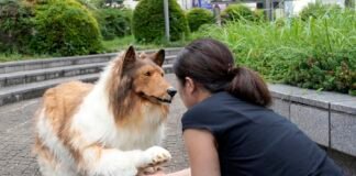 Un japonés logró su sueño de convertirse en perro