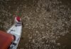 Sequía en la Amazonía provocan la muerte de toneladas peces en Brasil