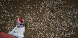 Sequía en la Amazonía provocan la muerte de toneladas peces en Brasil