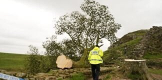 Detenido un menor por talar el «árbol de Robin Hood»