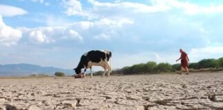 Bolivia reporta 27.808 familias damnificadas por la sequía