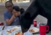 Un oso se comió la comida de una familia en México