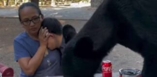 Un oso se comió la comida de una familia en México