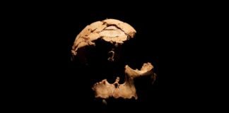 La humanidad casi se extingue hace 900.000 años