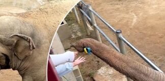 Elefante devuelve amablemente el zapato a un niño