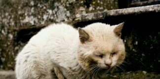 Centro comercial de Cartagena permite la entrada a perros y gatos callejeros afectados por ola de calor
