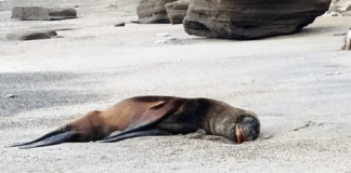 Detectan en Argentina más casos de lobos marinos infectados por gripe aviar