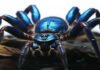 Descubren una impresionante tarántula de color azul eléctrico