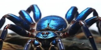 Descubren una impresionante tarántula de color azul eléctrico