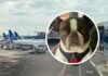 Abandonó a su perro en el aeropuerto para no perder sus vacaciones