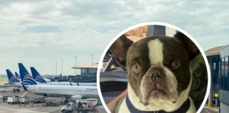 Abandonó a su perro en el aeropuerto para no perder sus vacaciones