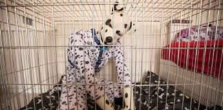 Un grupo de transespecie se manifiestan en Berlín y reclaman su derecho a ser reconocidos como perros