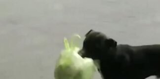 «Bujía» el perro recolector de basura