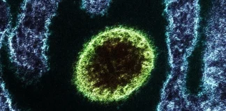 Alerta en la India tras dos muertes por el mortal virus Nipah