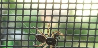 Obtienen una «seda» de araña más fuerte que el kevlar