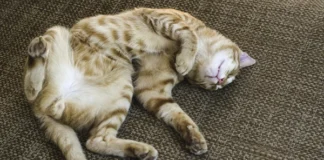 ¿Por qué los gatos duermen tantas horas al día?