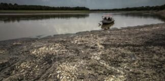 Hallan 110 delfines de río muertos en un lago de la Amazonía brasileña